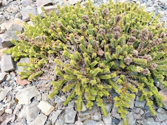 Veronica epacridea