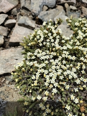 Kelleria dieffenbachii