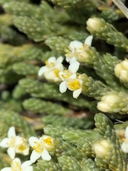 Kelleria dieffenbachii