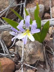 Babiana patula