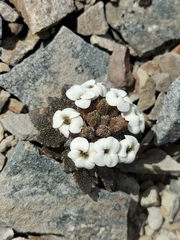 Notothlaspi rosulatum