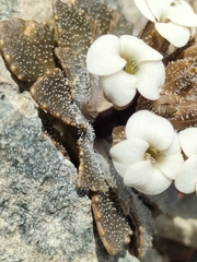 Notothlaspi rosulatum