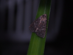 Condica illecta