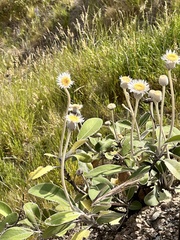 Pachystegia insignis