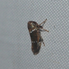 Idioscopus nitidulus