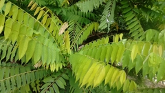 Averrhoa bilimbi