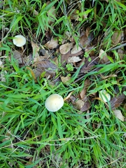 Leratiomyces percevalii