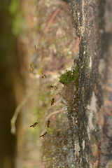 Tetragonisca angustula