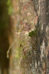Tetragonisca angustula
