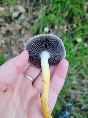 Leratiomyces percevalii