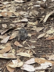 Peromyscus sonoriensis