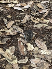 Peromyscus sonoriensis