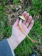 Leratiomyces percevalii