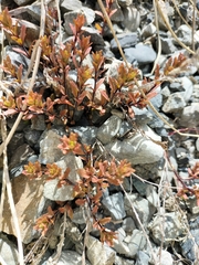 Epilobium melanocaulon