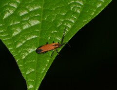 Lycinae