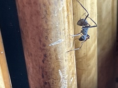 Polyrhachis abdominalis