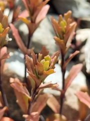 Epilobium melanocaulon