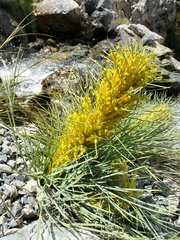 Aciphylla glaucescens