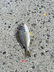 Acanthopagrus butcheri