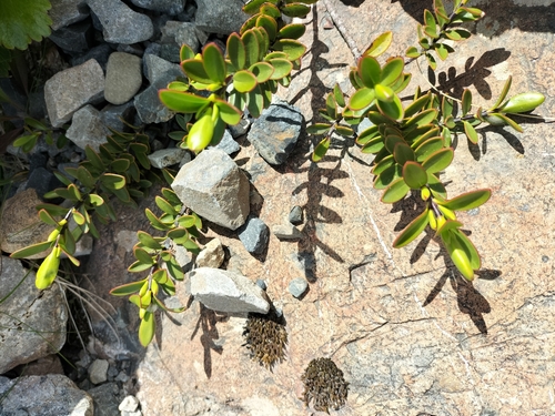 Veronica decumbens, photograph 5