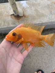 Amphilophus citrinellus