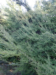 Kunzea serotina