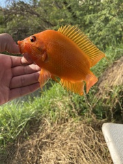 Amphilophus citrinellus