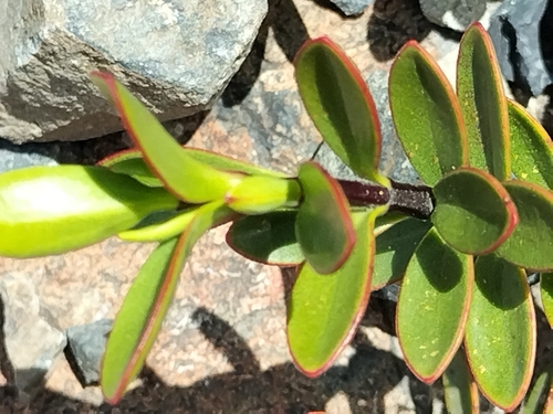Veronica decumbens, photograph 6