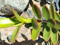 Veronica decumbens, photograph naturewatchwidow, CC BY, iNaturalist via GBIF