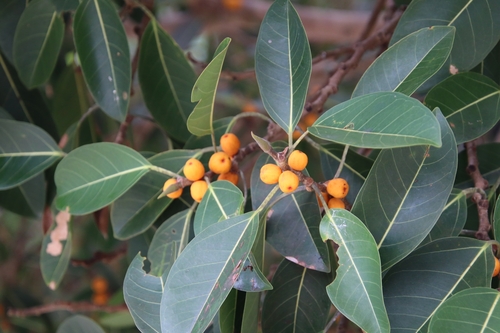 Council tree (Ficus altissima)