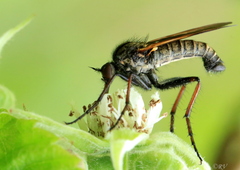 Empis tessellata