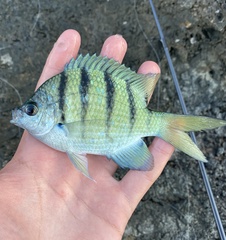 Abudefduf abdominalis