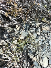 Anisotome filifolia