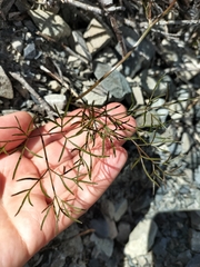 Anisotome filifolia