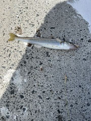 Sillaginodes punctatus