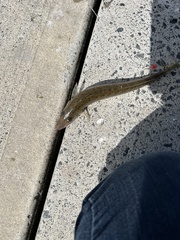 Sillaginodes punctatus