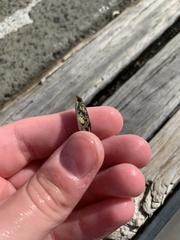 Pseudaphritis urvillii