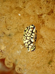 Hypselodoris jacksoni
