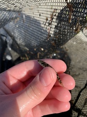 Pseudaphritis urvillii