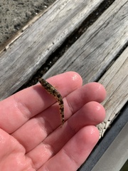 Pseudaphritis urvillii