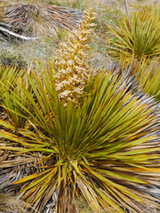 Aciphylla aurea