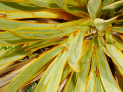 Aciphylla aurea