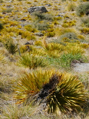 Aciphylla aurea