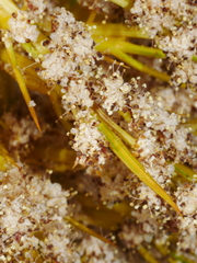 Aciphylla aurea