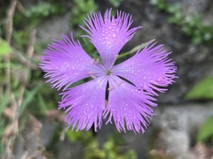 Dianthus palinensis