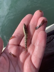 Pseudaphritis urvillii