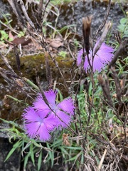 Dianthus palinensis