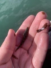 Pseudaphritis urvillii