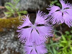 Dianthus palinensis
