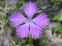 Dianthus palinensis